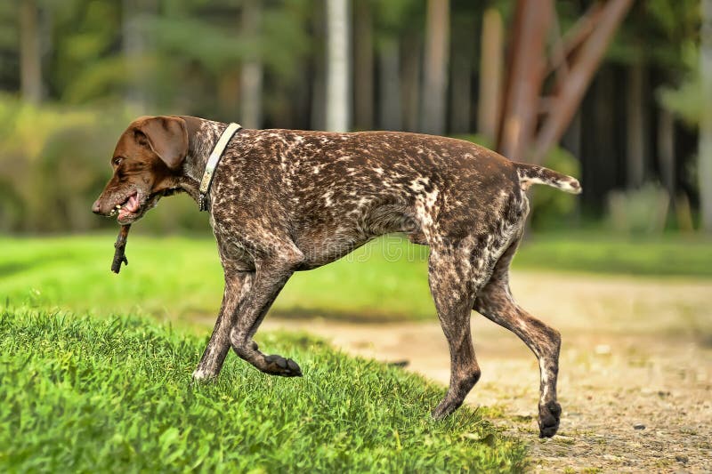 Deutsch Kurzhaar Royalty Free Stock Photos - Image: 26834828