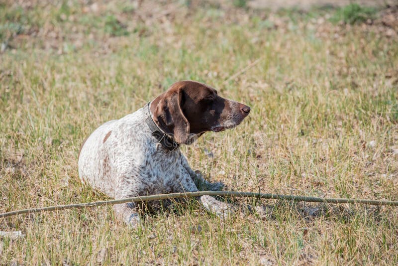 Deutsch Kurzhaar German Short-haired Pointing Dog. A very active dog. Kurzhaar is a slender and even lean dog. Colors of several large uneven spots scattered on the back, legs and stomach. Deutsch Kurzhaar German Short-haired Pointing Dog. A very active dog. Kurzhaar is a slender and even lean dog. Colors of several large uneven spots scattered on the back, legs and stomach