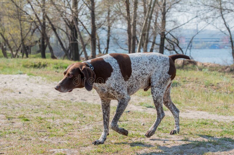 Deutsch Kurzhaar German Short-haired Pointing Dog. A very active dog. Kurzhaar is a slender and even lean dog. Colors of several large uneven spots scattered on the back, legs and stomach. Deutsch Kurzhaar German Short-haired Pointing Dog. A very active dog. Kurzhaar is a slender and even lean dog. Colors of several large uneven spots scattered on the back, legs and stomach