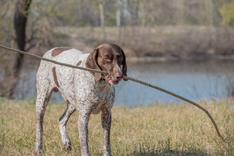 Deutsch Kurzhaar German Short-haired Pointing Dog. A very active dog. Kurzhaar is a slender and even lean dog. Colors of several large uneven spots scattered on the back, legs and stomach. Deutsch Kurzhaar German Short-haired Pointing Dog. A very active dog. Kurzhaar is a slender and even lean dog. Colors of several large uneven spots scattered on the back, legs and stomach