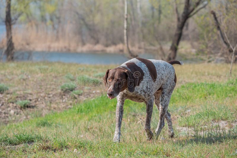 Deutsch Kurzhaar German Short-haired Pointing Dog. A very active dog. Kurzhaar is a slender and even lean dog. Colors of several large uneven spots scattered on the back, legs and stomach. Deutsch Kurzhaar German Short-haired Pointing Dog. A very active dog. Kurzhaar is a slender and even lean dog. Colors of several large uneven spots scattered on the back, legs and stomach