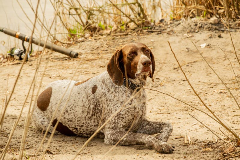 A very active dog. Deutsch Kurzhaar German Short-haired Pointing Dog. Kurzhaar is a slender and even lean dog. Colors of several large uneven spots scattered on the back, legs and stomach