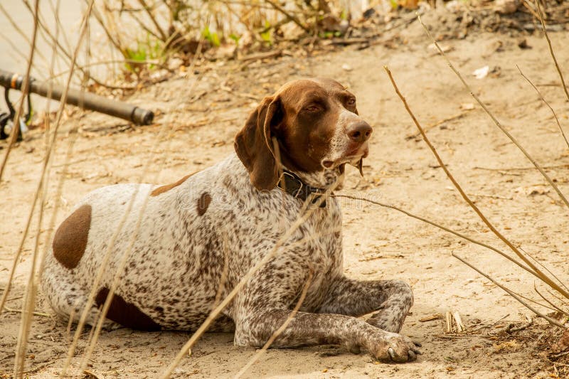 A very active dog. Deutsch Kurzhaar German Short-haired Pointing Dog. Kurzhaar is a slender and even lean dog. Colors of several large uneven spots scattered on the back, legs and stomach