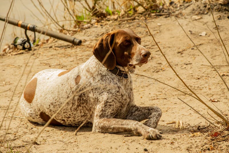 A very active dog. Deutsch Kurzhaar German Short-haired Pointing Dog. Kurzhaar is a slender and even lean dog. Colors of several large uneven spots scattered on the back, legs and stomach