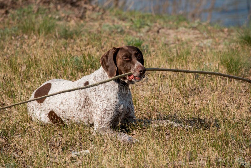 Deutsch Kurzhaar German Short-haired Pointing Dog. A very active dog. Kurzhaar is a slender and even lean dog. Colors of several large uneven spots scattered on the back, legs and stomach. Deutsch Kurzhaar German Short-haired Pointing Dog. A very active dog. Kurzhaar is a slender and even lean dog. Colors of several large uneven spots scattered on the back, legs and stomach