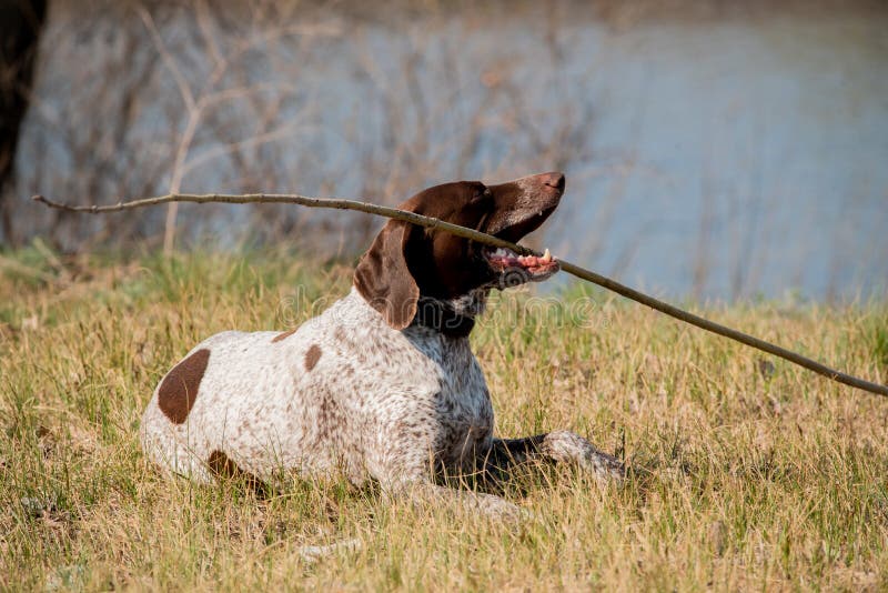 Deutsch Kurzhaar German Short-haired Pointing Dog. A very active dog. Kurzhaar is a slender and even lean dog. Colors of several large uneven spots scattered on the back, legs and stomach. Deutsch Kurzhaar German Short-haired Pointing Dog. A very active dog. Kurzhaar is a slender and even lean dog. Colors of several large uneven spots scattered on the back, legs and stomach