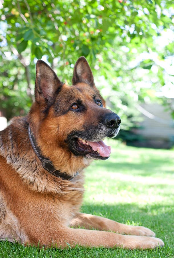 Deutscher shepard Hund stockbild Deutscher shepard Hund stockbild