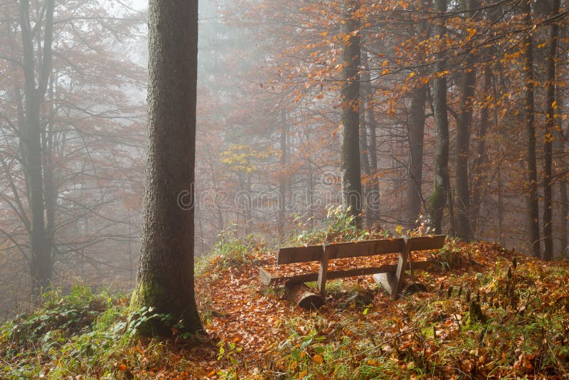 Deutschland, Berchtesgadener-Land, Bank im Herbstwald, nebelig stockfotos Deutschland, Berchtesgadener-Land, Bank im Herbstwald, nebelig stockfotos