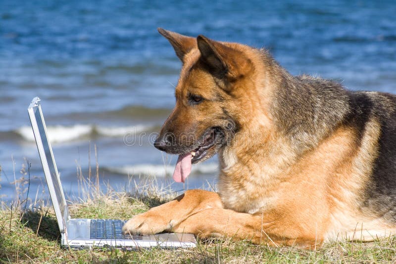 Deutschland-Schäferhund mit Laptop lizenzfreie stockfotografie Deutschland-Schäferhund mit Laptop lizenzfreie stockfotografie