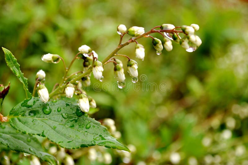 Picture show twig of white deutzia gracilis with buds after the rain. Wooden fence in the background. Picture show twig of white deutzia gracilis with buds after the rain. Wooden fence in the background.