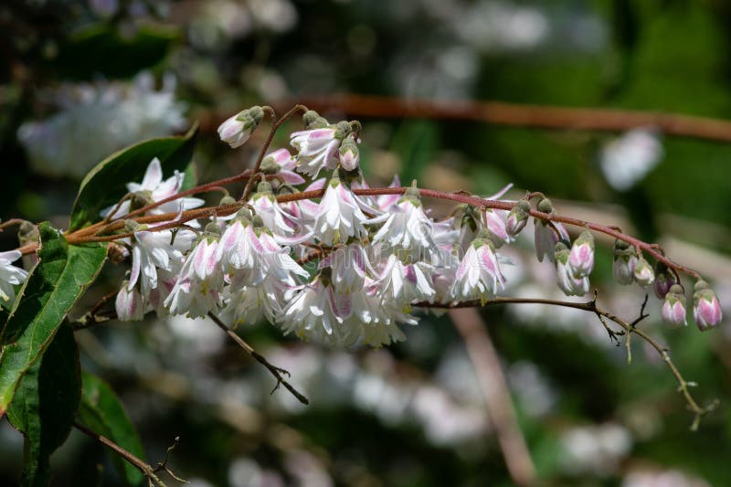 Deutzia scaba codsall ροζ. κοντά στη deutzia scabra codsall ροζ λουλούδια ανθισμένα
