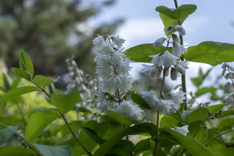 Deutzia scabra white pink double flowers in bloom, beautiful flowering ornamental shrub royalty free stock photography Deutzia scabra white pink double flowers in bloom, beautiful flowering ornamental shrub royalty free stock photography