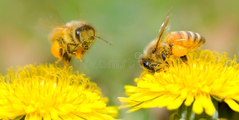 Deux abeilles et fleurs de pissenlit