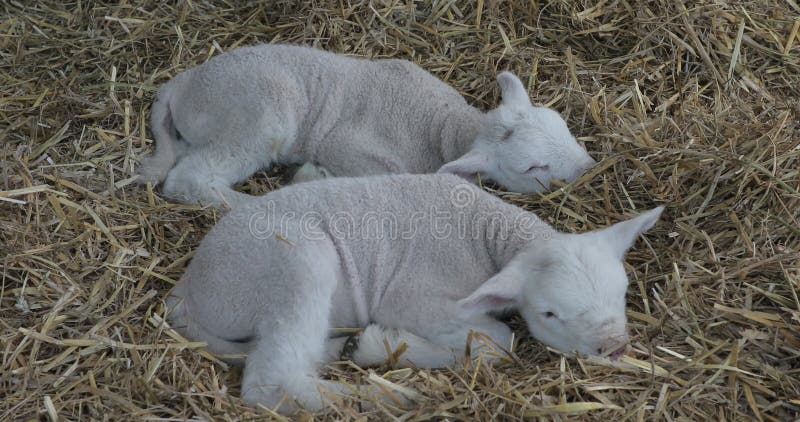 Deux agneaux nouveau-nés pondre