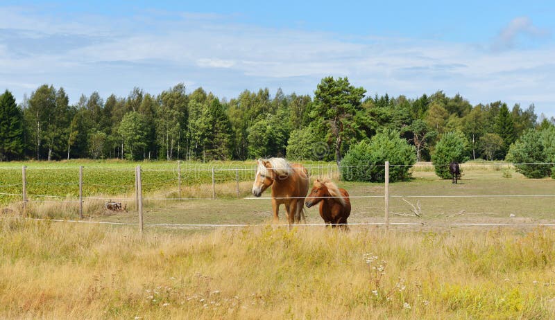 Deux amis Cheval et poney dans le pâturage image stock Deux amis Cheval et poney dans le pâturage image stock