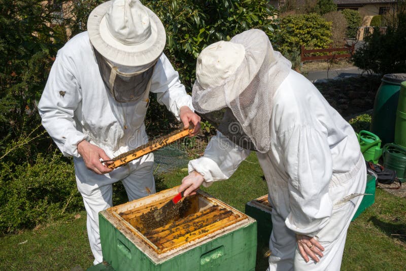 Deux apiculteurs maintenant la ruche d'abeille photos stock Deux apiculteurs maintenant la ruche d'abeille photos stock