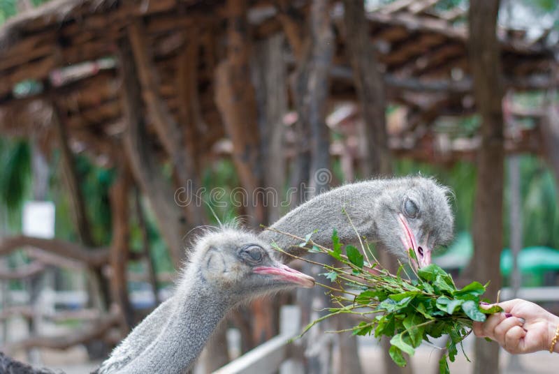Deux autruches picotent la plante verte, son alimentation, du touriste photos stock Deux autruches picotent la plante verte, son alimentation, du touriste photos stock