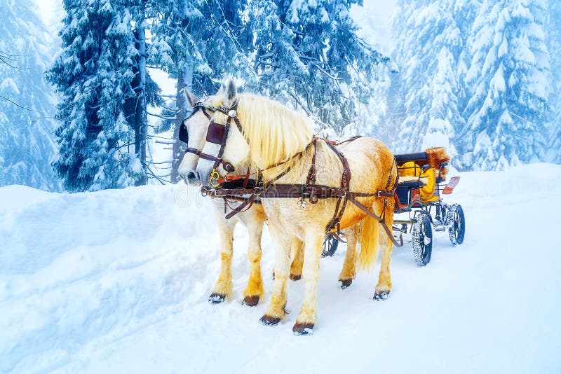 Deux beaux chevaux blancs dans le paysage d'hiver de montagne photo libre de droits Deux beaux chevaux blancs dans le paysage d'hiver de montagne photo libre de droits