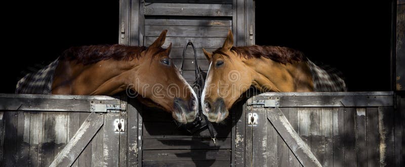 Chevaux dans l'amour photographie stock Chevaux dans l'amour photographie stock