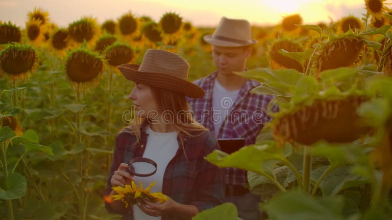 Deux biologistes sur le terrain des tournesols