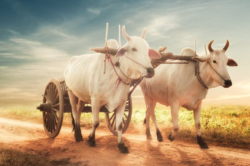 Amazing asian rural landscape with two white oxen pulling wooden cart with hay on dusty road at sunset. Bagan, Myanmar (Burma). Amazing asian rural landscape with two white oxen pulling wooden cart with hay on dusty road at sunset. Bagan, Myanmar (Burma)