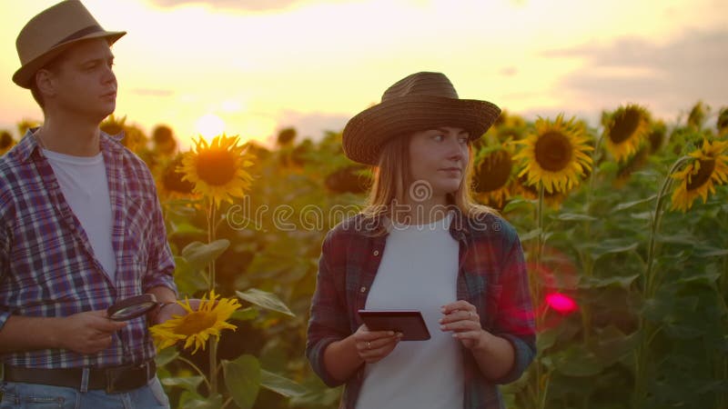 Deux botanistes sur le terrain des tournesols