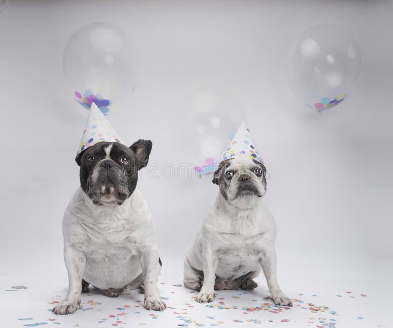 309 Bouledogue D Anniversaire Photos Libres De Droits Et Gratuites De Dreamstime 309 Bouledogue D Anniversaire Photos Libres De Droits Et Gratuites De Dreamstime