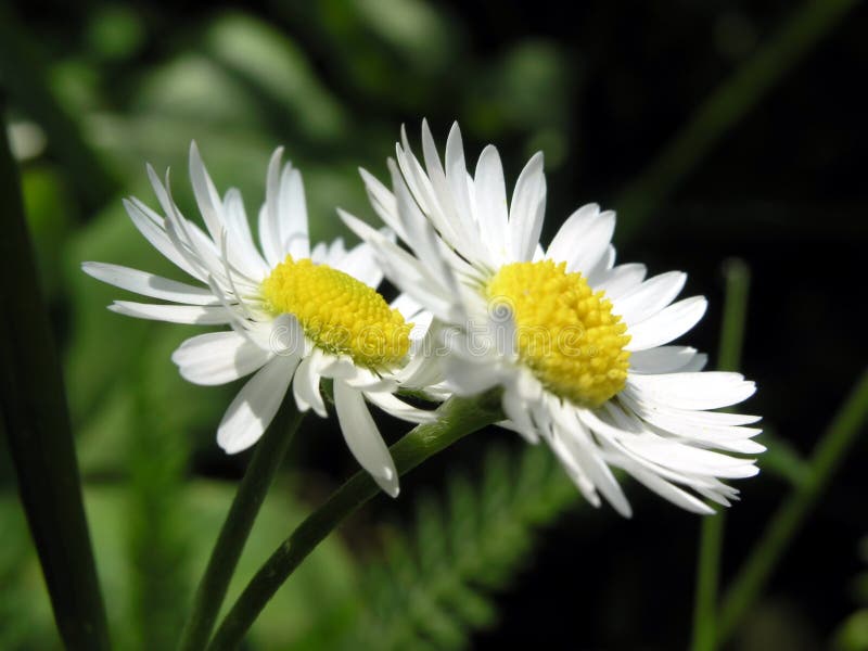 Camomile flowers. Camomile flowers