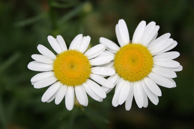 Two camomiles flowers. Two camomiles flowers