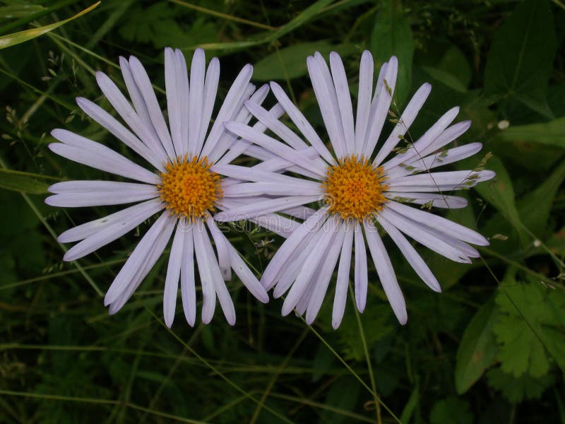 White Garden Camomiles. Green background. White Garden Camomiles. Green background.