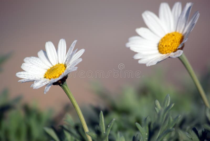 Two camomiles on a grey background in the autumn. Two camomiles on a grey background in the autumn