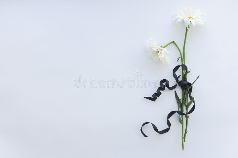 Two withered camomiles with a black ribbon on a white background with a place for text. Two withered camomiles with a black ribbon on a white background with a place for text.