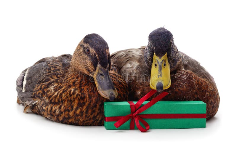 Canard à Tête De Noël Avec Un Cadeau Photo stock - Image du