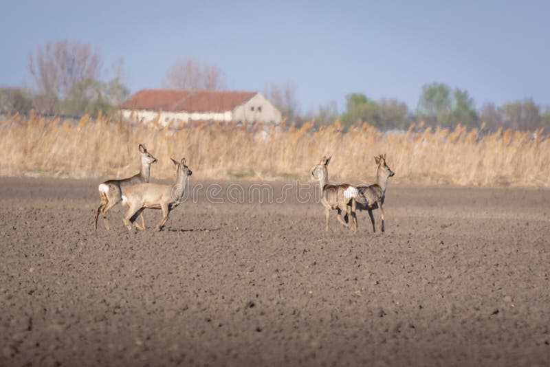 Deux cerfs de chevreuil en campagne Capreolus capreolus images libres de droits Deux cerfs de chevreuil en campagne Capreolus capreolus images libres de droits
