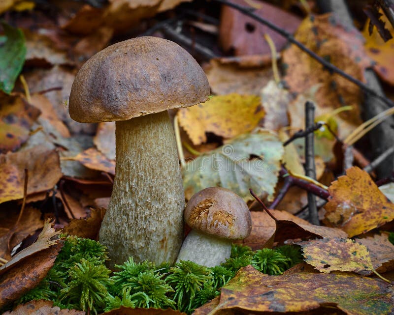 Deux champignons de boletus se développent ensemble dans le Leccinum de forêt Fin vers le haut photos stock Deux champignons de boletus se développent ensemble dans le Leccinum de forêt Fin vers le haut photos stock