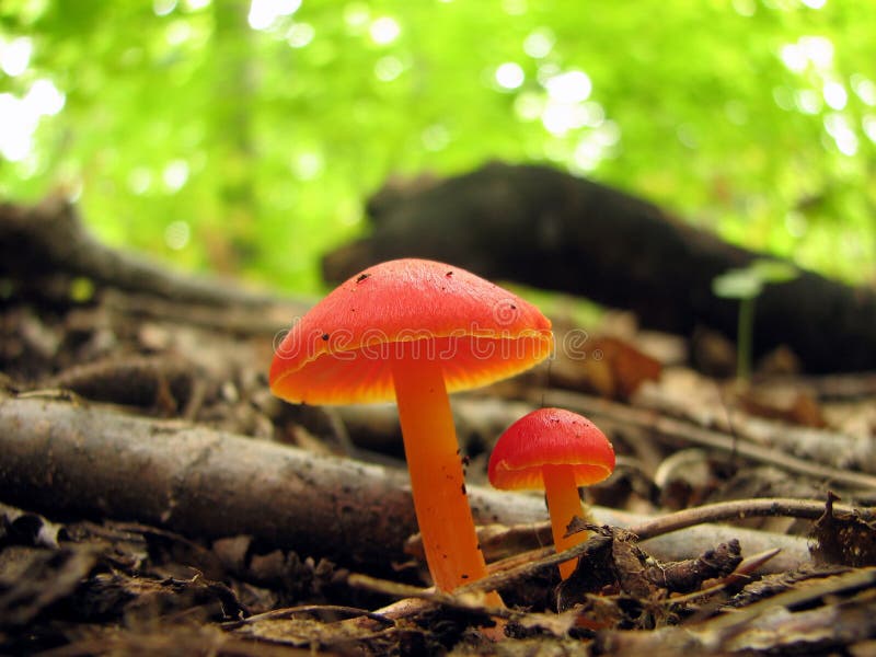 Deux champignons de couche rouges image libre de droits Deux champignons de couche rouges image libre de droits