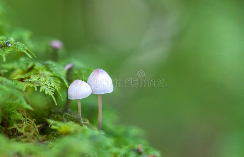 Two mushrooms Mycena epipterygia growing side by side. With copy space on green bokeh background on the right side. Two mushrooms Mycena epipterygia growing side by side. With copy space on green bokeh background on the right side.