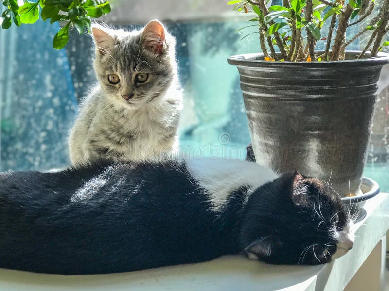 Deux chatons au soleil image libre de droits Deux chatons au soleil image libre de droits