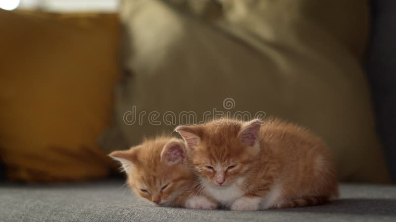 Deux chatons gingembre rayé mignonnes dormant à la maison sur canapé gris adorables petits chats Relax familiers animaux domestiqu banque de vidéos