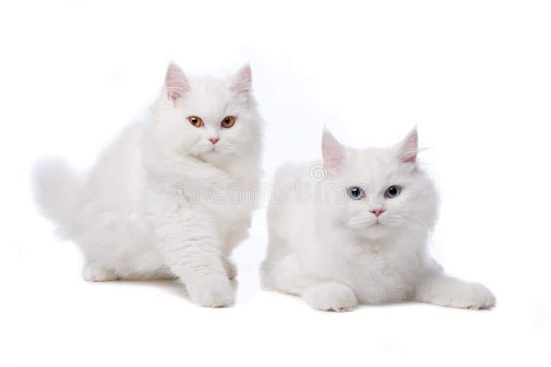 Deux chats blancs