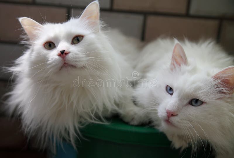 Deux chats blancs