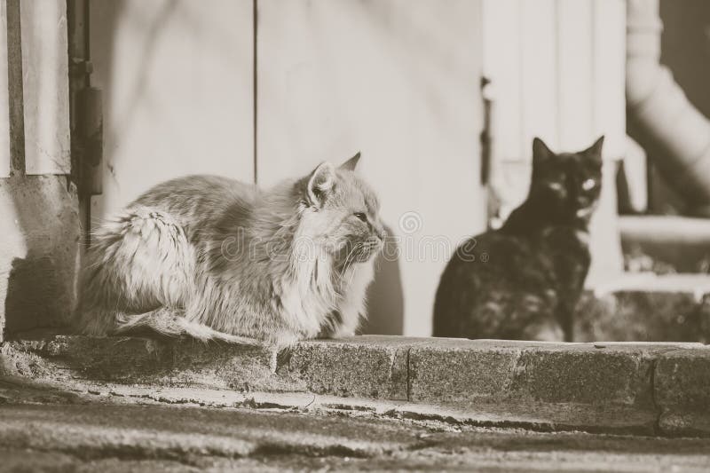 Deux chats sans abri photographie stock Deux chats sans abri photographie stock