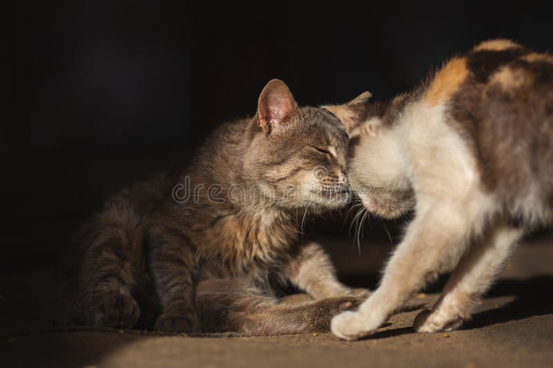 Deux chats sans-abri s'occupent les uns des autres et se léchent les uns les autres. couple touchant de chats sauvages sans-abri photos libres de droits Deux chats sans-abri s'occupent les uns des autres et se léchent les uns les autres. couple touchant de chats sauvages sans-abri photos libres de droits