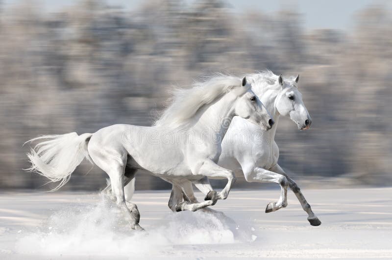 Deux chevaux blancs dans le galop de passage de l'hiver