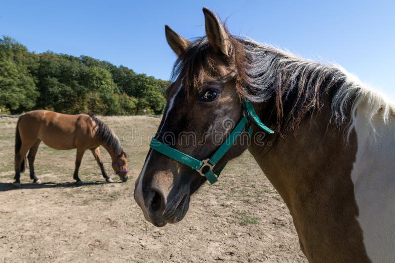 Tête D'un Cheval De Baie Dans Le Profil Photo stock - Image du dressage,  fermer: 129301518