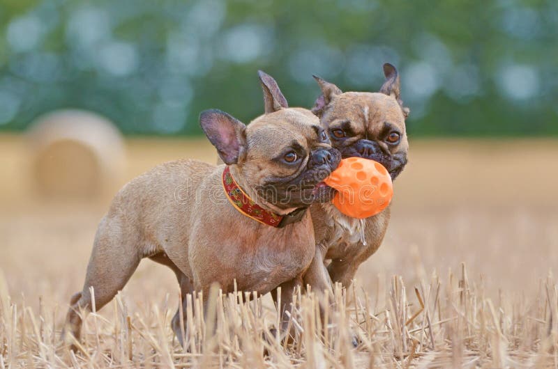 Deux chiens bruns de bouledogue français jouant l'effort tout en partageant la boule orange de chien dans le museau sur le champ photos libres de droits Deux chiens bruns de bouledogue français jouant l'effort tout en partageant la boule orange de chien dans le museau sur le champ photos libres de droits