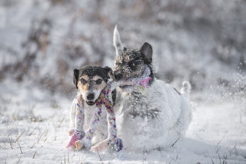 Deux chiens de Jack Russell Terrier jouent ensemble la neige im image libre de droits Deux chiens de Jack Russell Terrier jouent ensemble la neige im image libre de droits