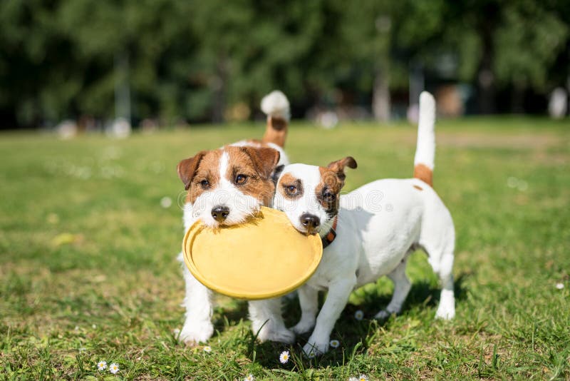 Deux chiens de Jack Russell Terrier se tenant côte à côte et se tenant photographie stock libre de droits Deux chiens de Jack Russell Terrier se tenant côte à côte et se tenant photographie stock libre de droits