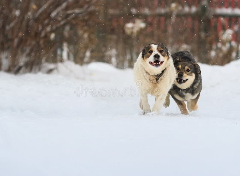 Deux chiens drôles fonctionnent heureusement au-dessus de la neige blanche image libre de droits Deux chiens drôles fonctionnent heureusement au-dessus de la neige blanche image libre de droits