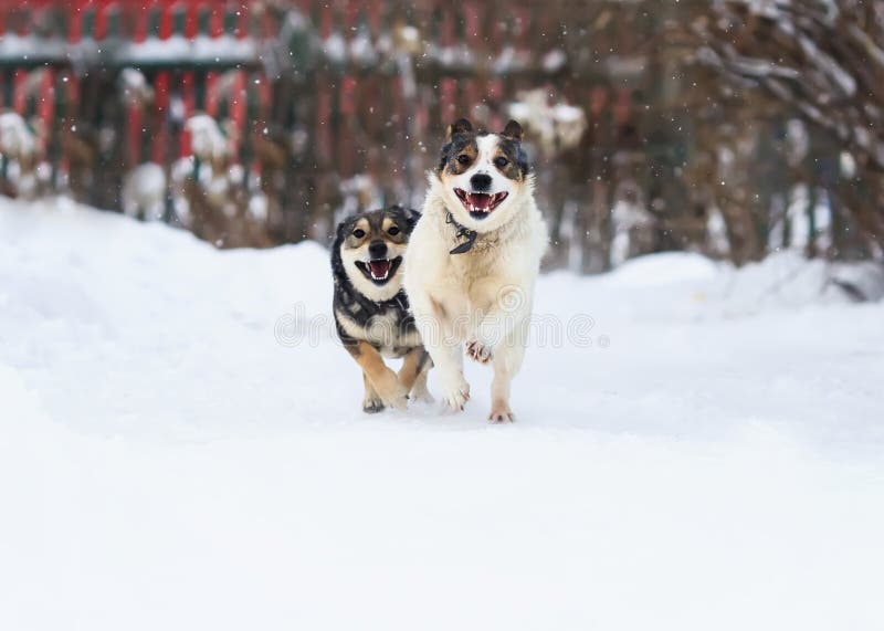 Deux chiens drôles fonctionnent heureusement au-dessus de la neige blanche photos libres de droits Deux chiens drôles fonctionnent heureusement au-dessus de la neige blanche photos libres de droits